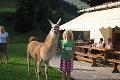 Lama-Trekking-Tour_mit_dem_Osttiroler_Karl-Peter_Schneeberger_im_August_2009